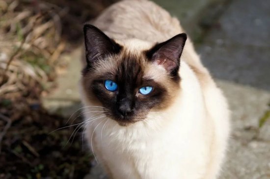 猫咪眼睛的不同颜色都是怎么来的？