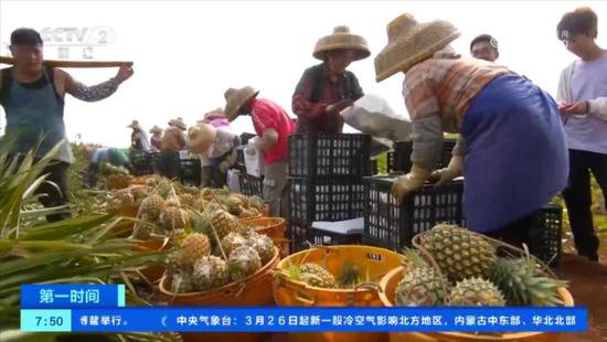 <em>广东</em>徐闻：35万亩<em>菠萝</em>采收 种植户瞄准海外市场