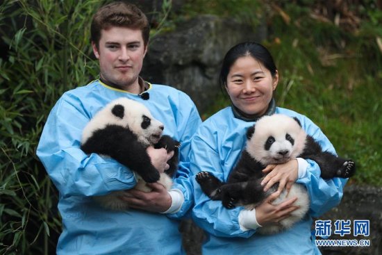 比利时<em>出生</em>的大熊猫<em>双胞胎取名</em>“宝弟”“宝妹”