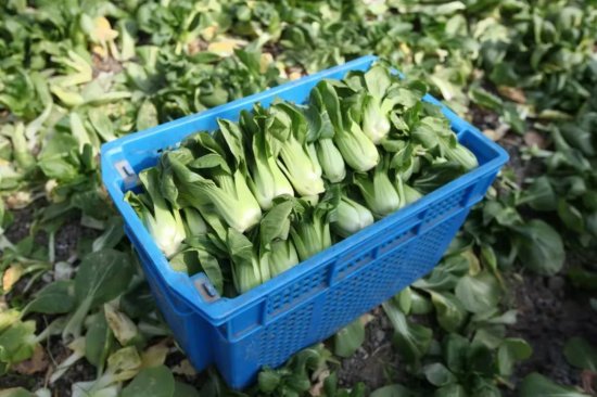 每天供应65吨蔬菜，松江这家农企是怎么做到的？