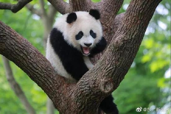 野生动物园大熊猫<em>宝宝取名</em>七七 饱含对美好祖国的祝福