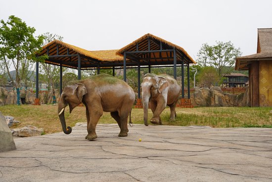 徐州九顶山野生动物园成功引进国家一级保护动物——亚洲象