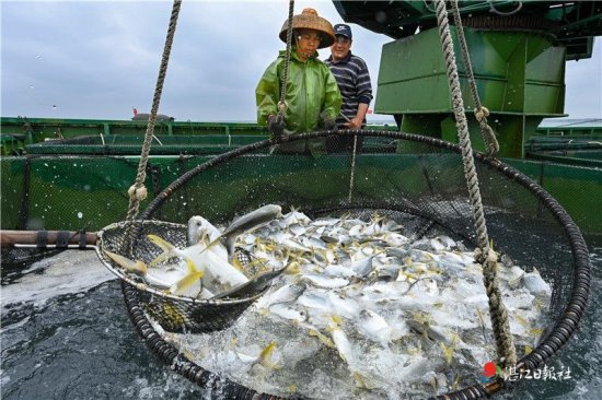 广东湛江对虾、金鲳养殖基地被列入全国“特色农产品原料基地”