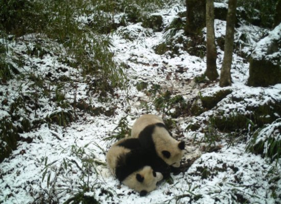 大熊猫是怎样<em>取名</em>的？什么名字会被纳入国际通用的大熊猫族谱？