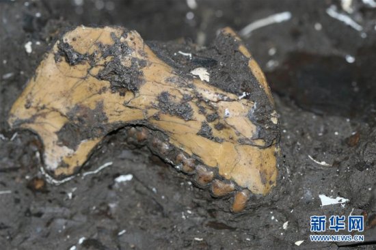 云南昭通发现640万年前<em>最接近</em>金丝猴祖先的化石