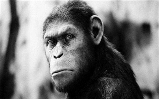 一只特殊基因的黑猩猩，模仿人类喝<em>咖啡</em>，是与人类的后代吗