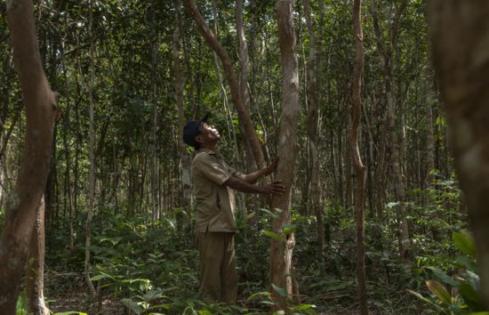 选择可持续<em>发展</em>：保护和恢复森林的新<em>趋势</em>