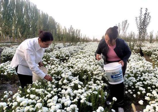 英吉沙县：白色菊花喜丰收 特色种植促发展