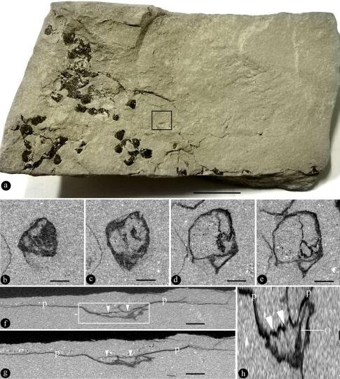 科学家证实南京<em>花</em>内含胚珠 为侏罗纪已出现<em>被子</em>植物添新证