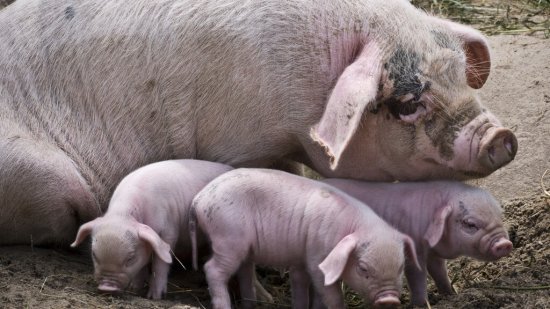 4个方法教你<em>判断</em>母猪是否产完，“拯救”每一头难产母猪