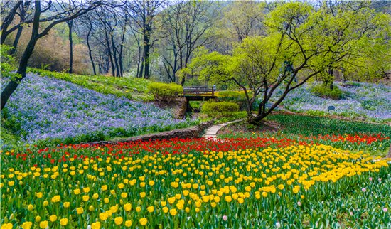 济南红叶谷景区欧洲风情谷郁金香进入盛花期
