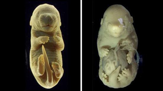 4月1日外媒科学<em>网站</em>摘要：科学家们<em>制造</em>了六条腿的老鼠胚胎