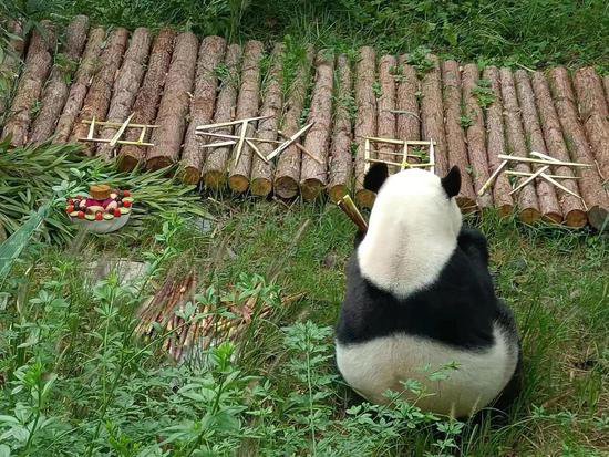 <em>贵阳</em>大熊猫过中秋，猜猜它们吃的月饼是什么馅儿？