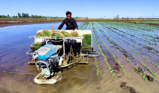 新疆察布查尔县：“稻米之乡”水稻插秧忙
