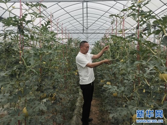 河南郏县：发展特色种植 助力乡村振兴