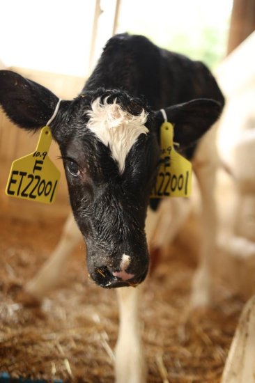 快讯丨浙产首例遗传改良“胚胎牛”在泰顺云岚牧场诞生