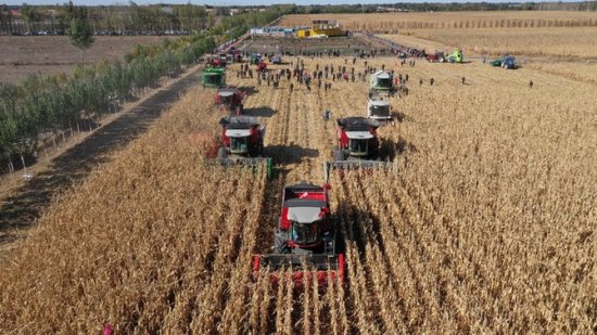 玉米机械粒收创东北新纪录，农民在“田间课堂”<em>学了啥</em>？