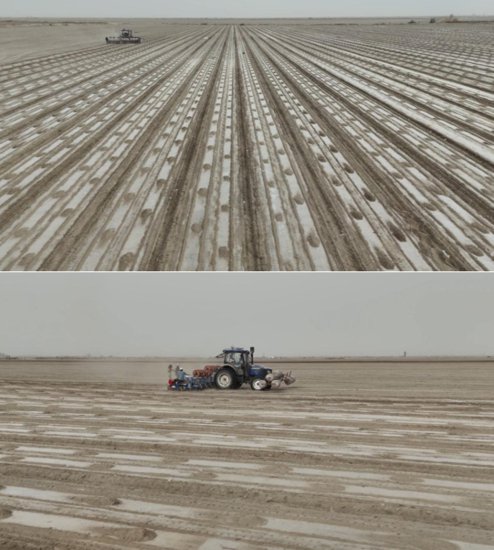 岳普湖县75万亩棉花播种工作全面完成 种植机械化率100%