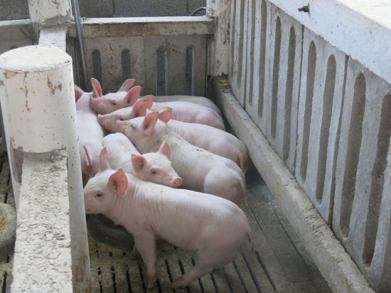农业农村部：市场猪肉平均价格27.49元/公斤 比<em>上周五</em>降1%