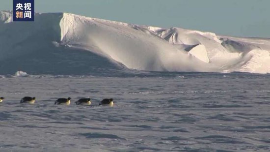 南极海冰提前融化，多个<em>帝企鹅</em>族群幼鸟或全军覆没
