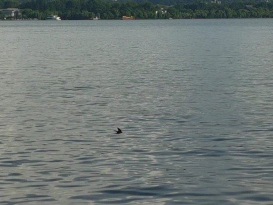 西湖上空数百只燕子扎堆低飞 是天<em>有异象</em>还是燕子“团建”？