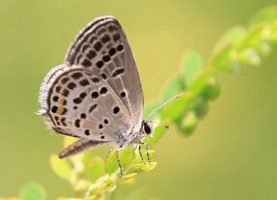 比翼双双飞，在上海最常见到<em>哪些品种的蝴蝶</em>？
