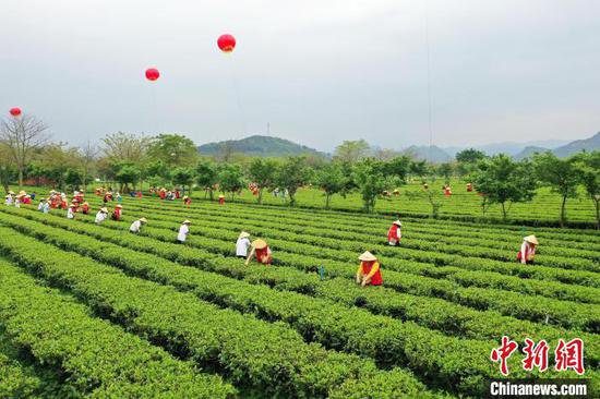 广东清远英德红茶头采季活动开幕
