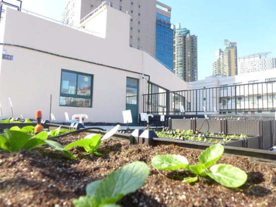 这群初中生开展“校园碳中和行动”，在<em>屋顶种植</em>园收获首批新...