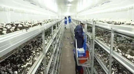 黑龙江穆棱市：小蘑菇“种”出现代农业新模式