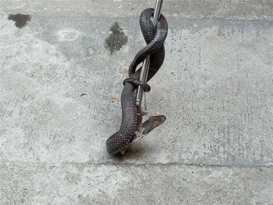 杭州消防队员1个月抓了52条<em>蛇</em>！ 这份“<em>蛇</em>出没”图请收好
