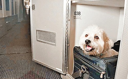 美国<em>客机</em>设宠物头等舱可带猫狗旅游