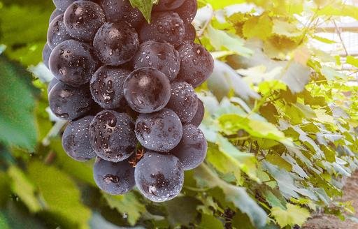科学家分析204个基因组发现：欧洲酿酒葡萄<em>起</em>源于西亚