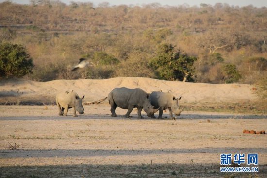 南非犀牛罕见抵抗 偷猎者被“缴械”