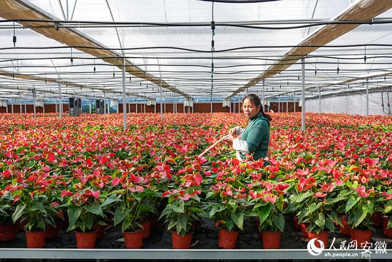 2023网聚美好安徽丨安徽定远：小花卉种出大产业