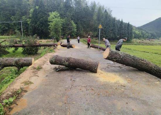 湖南桂东东洛：“卧”在路<em>中间</em>的大树被清走了