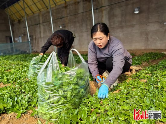 乡村行·看振兴｜“秸秆反应堆”里长出绿色蔬菜