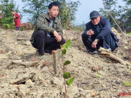 82岁老人24年种树45万棵：曾<em>做木材生意</em>，“把上半辈子砍的树种...