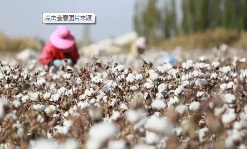 市场分析：未来国内棉花消费可能强劲复苏