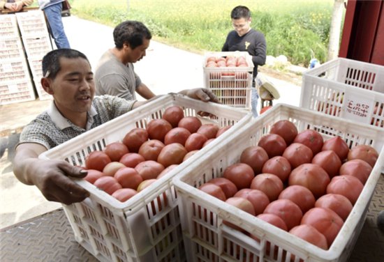 利辛县旧城镇：小番茄做成大产业 振兴路上“柿”<em>不</em>可挡