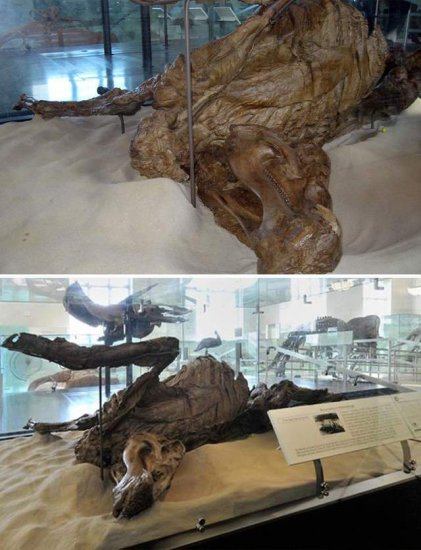 15张罕见的化石照：双头<em>恐龙</em>真的<em>存在</em>就在中国？图6是《异形》...