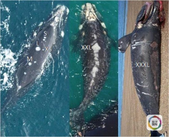 新华社：美科研人员发现阿根廷海域许多<em>鲸鱼</em>被海鸥啄死