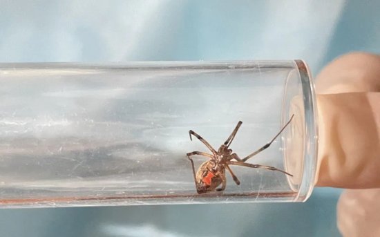 铜陵截获“褐寡妇” 是<em>世界上最</em>毒的蜘蛛类群之一