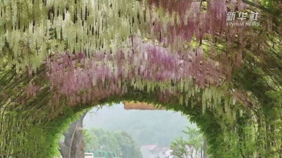 安徽池州：紫藤花开 浪漫满城
