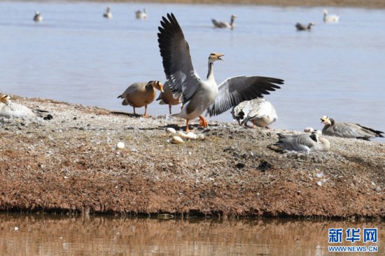 超有爱！<em>甘肃</em>盐池湾湿地斑头雁进入孵化高峰期