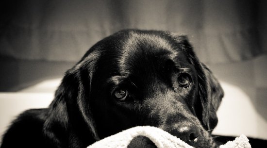<em>黑色</em>的<em>拉布拉多</em>犬很难得，但是为什么没人养呢？原因很伤人心！