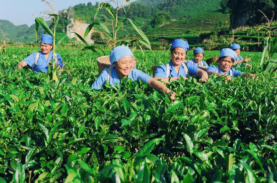 云南广南：党建赋能 小茶叶“链”动大产业
