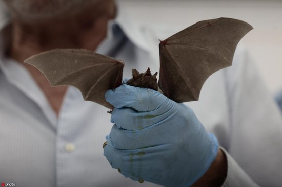 墨西哥首都墨西哥城将举办世界最大蝙蝠节 保护专家参加<em>新闻</em>发布...