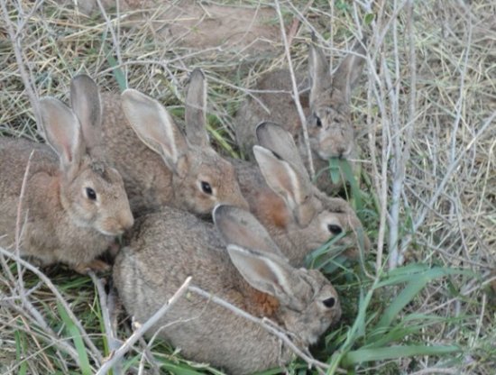临汾新西兰种兔养殖杂交野兔<em>需要多大的</em>地方