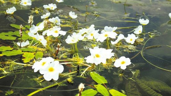 依法保护湿地 共享<em>绿色空间</em> ——贵州开展第8个湿地保护宣传周...