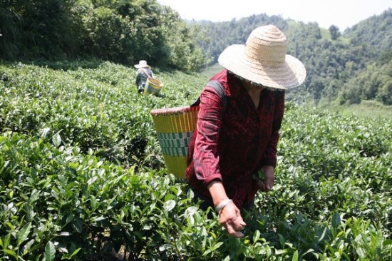 <em>贵州</em>金沙：大力发展绿色产业 小茶叶实现大作为
